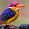 dwarf_kingfisher