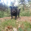 i_love_dog_334