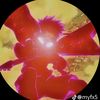enjoy0_045