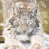 lynxed.by.rosie