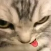 cookie_13490