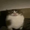 ngiagg