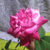 user9um6m1yzth