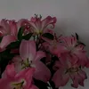 emily61_61