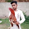 aseel_lover182