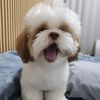 jaylernoii