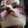 nongweirlikesgay