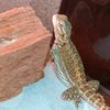 dragon.gurl.16