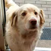_.live_with_2_crazy_dogs