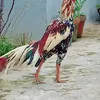 babargill287