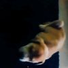 iphone_13_promax13