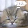 catluvr4443