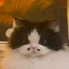 gatito_j_821