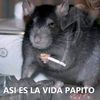 nicolascordova333