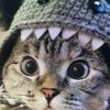 funnymycat8