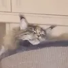 amycat456