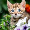 catlover2649
