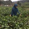 rosdiana.dian5
