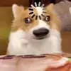 caovungocanh