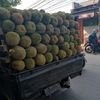 bajokadu