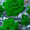 nur.hawlere
