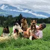 hundeprofi.alex