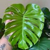 plantmom_life
