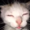 wtf_leonny