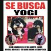 buscandoayogi6453