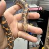 lil_derp_thesnake
