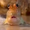 faulty_lizard