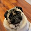 tuckerman_the_pug