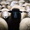 blacksheepblacktax