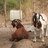 edenfarmafrica