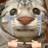 aint.irf4nnn_