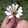 deafitria612