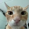 tu_gato_de_confi_06