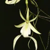orquideafatasma