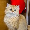 ariszhu2