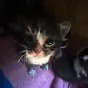kitty.hub