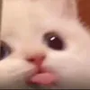 ebe_bibi0