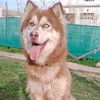 dogs_4_sale