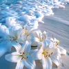 silentsoul306