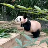 linhlunglangtam03