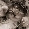 kakaem_bmecte520