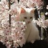 cat.22_2