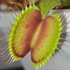 CARNIVOROUS PLANTS JOURNEY