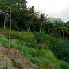 adiparwa