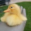 thatfarmgirl777