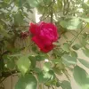 mazhariqbal9270